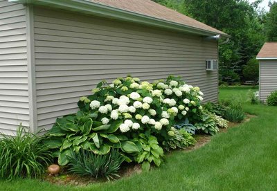Just a couple days ago.   The Hydrangeas are coming into bloom.