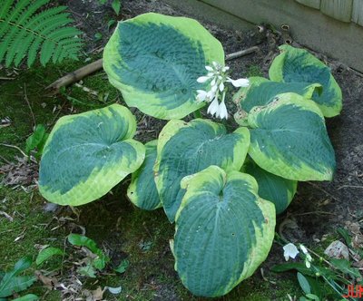 unknown June10.jpg