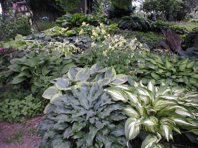 Ash tree bed Cascades Radio Waves Tok flavo May 31 2010.JPG