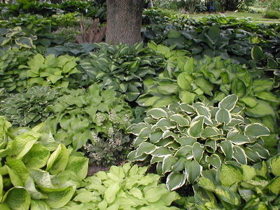 Ash tree bed south May 31 2010.JPG