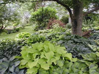 Ash tree bed west May 31 2010.JPG