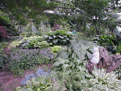 Ladder Bed May 31 2010.JPG