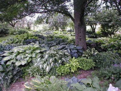 Ash Tree bed east May 31 2010.JPG