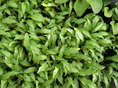 IMGA0580.JPG