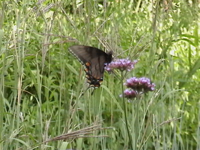 IMGA0613.JPG