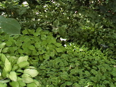 IMGA0582.JPG
