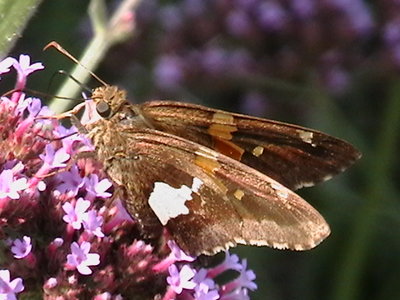 IMGA0632.JPG