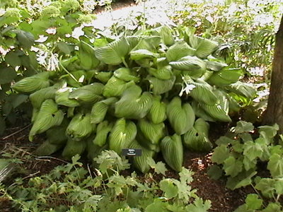 IMGA0640.JPG