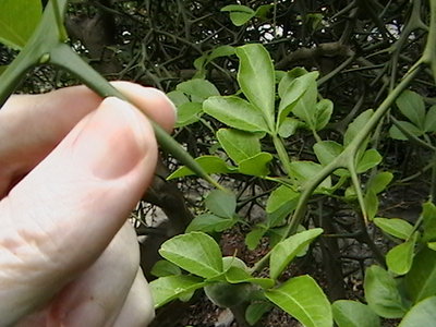 IMGA0683.JPG