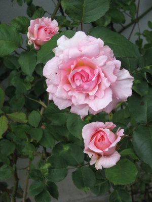 No hosta pic, but at least it's green :-)  From a friend's rose garden last summer.  I believe that's a climber called Lady Sylvia.