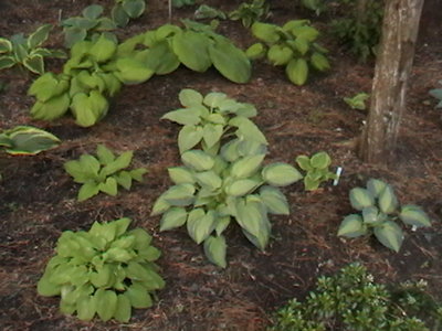 June in center, May behind and Touch of Class to the right - early May