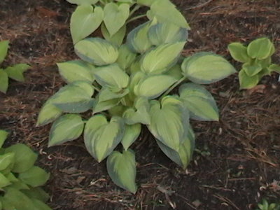 Same June up close - early May