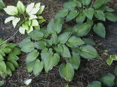 Same June in center with May in the right/top corner - mid October
