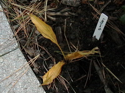 2009