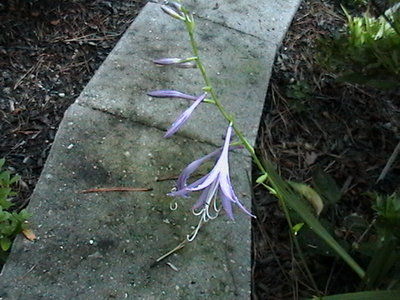 laevigata 10 f 0513.JPG