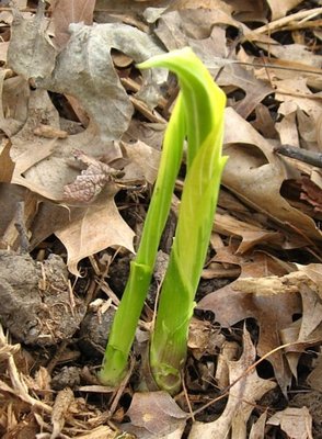 Montana Aureomarginata