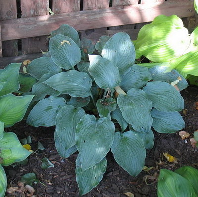 'Blue Wedgwood'