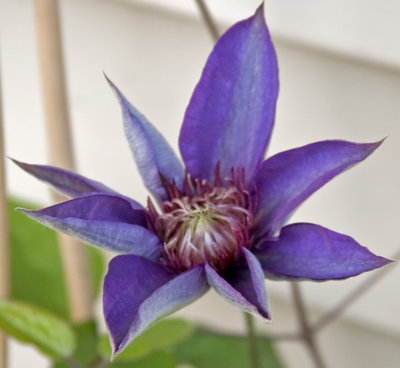 Closeup of front of flower