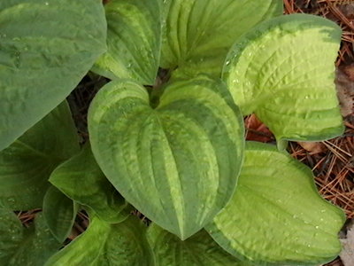 Stealth - April 20, 2012
