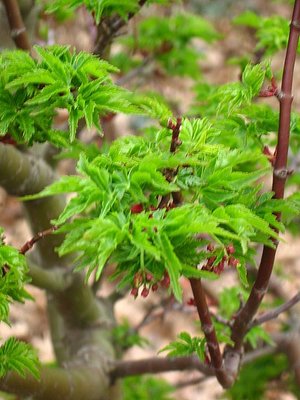 Shishigashira leaves up close