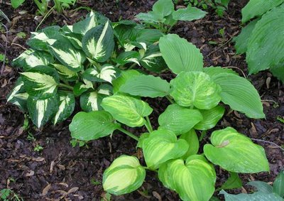 Hosta Revolution & Imperial Moth (Small).JPG