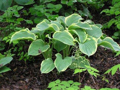 Hosta Sagae (Small).JPG