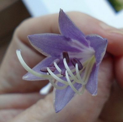 longipes hypoglauca - September 20, 2014