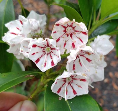 Mountain Laurel &quot;Peppermint&quot; - June 8, 2018