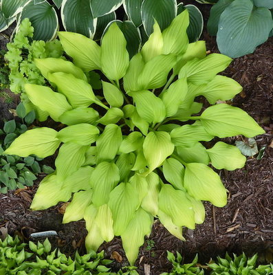 Seedling-09-TOC2-180710-1s.jpg