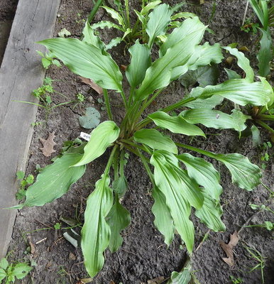 Seedling-16-Curly_Fries2-180710s.jpg