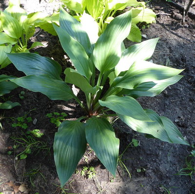Seedling-16-Salute-180710s.jpg