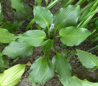 Seedling-16-Tickle_Me_Pink1-180710s.jpg