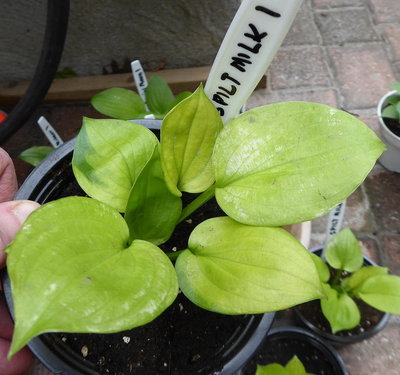 Seedling-18-Spilt_Milk1-180710s-1.jpg