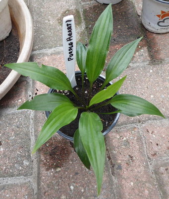 Seedling-18-Purple_Heart1-180710s.jpg