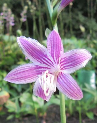 2018-08-07 (DoskyXDosky #1)XRosebud.jpg