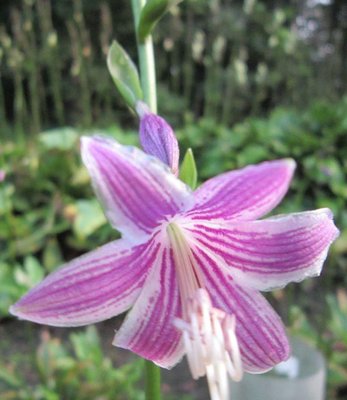 2018-08-07 (DskyXDsky#1)XRosebud.jpg