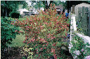 Red Weigela.jpg