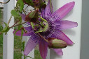 passion flower close up.jpg
