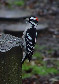 DowneyWoodpecker.jpg