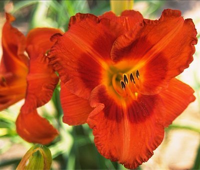 WarDragonPhotofromCulverFarmDaylilies.jpg