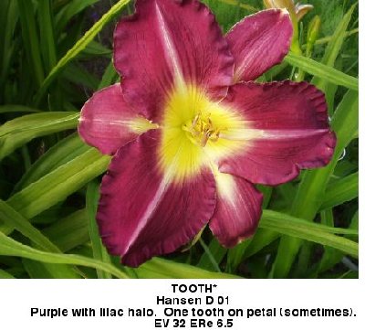 Tooth Hansen D 2001 Purple w lilac halo one tooth on petal sometimes EV 32 ERe 6.5 Benrose daylily.jpg