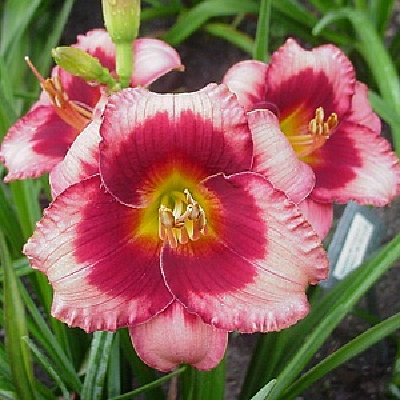 Dragon Heart Salter E SEV dip 24 3.5  M Re Photo Ridaught Daylily Farm.jpg