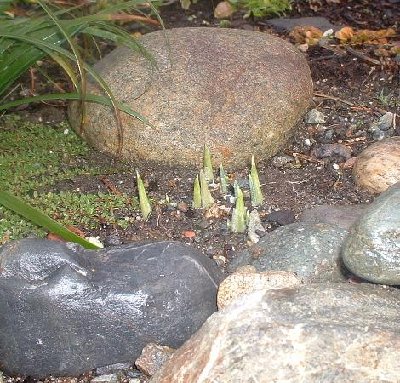 Iris reticulata tips