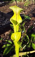Sarracenia flava 061704.jpg