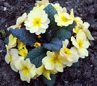 Primula wanda 040604.jpg