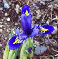 Iris reticulata 013005.jpg