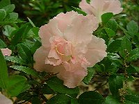 LauraMorland-azalea.jpg