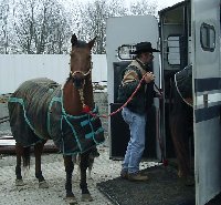 The old guy, Doc, is out first. We always take a seasoned traveler with us when picking up a new horse, just in case.  Note Nikki still waiting on the other side of Doc.
