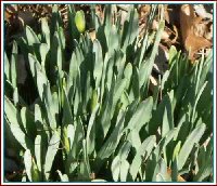 05-daffs-2.jpg