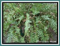 Deck Fern (2).jpg